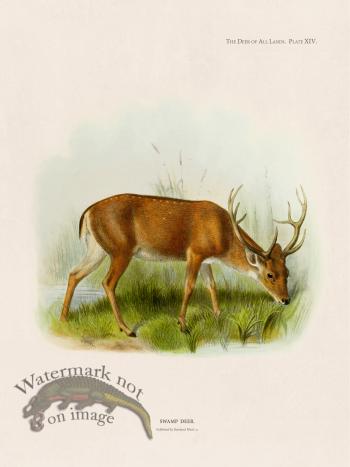 Lydekker Deer 14